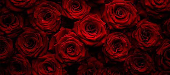 Unforgettable Valentine's Day in Bengaluru: Where Tradition Meets Modern Romance